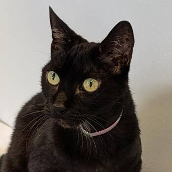 Granola -  Domestic Short Hair Cat for Adoption in Hawthorne, California - Granola | PetCurious