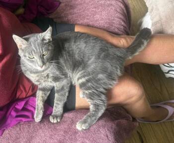 Sugarplum -  Domestic Short Hair Cat for Adoption in Niles, Michigan - Sugarplum | PetCurious
