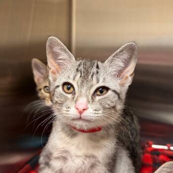 Gino -  Domestic Short Hair Cat for Adoption in West Palm Beach, Florida - Gino | PetCurious