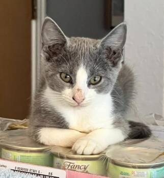 Jerry -  Domestic Short Hair Cat for Adoption in West Palm Beach, Florida - Jerry | PetCurious