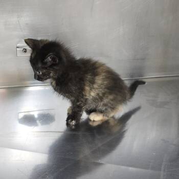 Rescue Domestic Short Hair Cats for Adoption in Yanceyville, North Carolina - Peanut 25-1657 | PetCurious