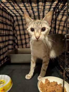 Nala -  Domestic Short Hair Cat for Adoption in Emerald Isle, North Carolina - Nala | PetCurious