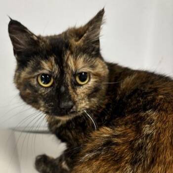 Domestic Short Hair Cats Available for Adoption in New York, New York - Primrose | PetCurious