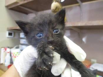 DAMIEN -  Domestic Short Hair Cat for Adoption in Ocala, Florida - DAMIEN | PetCurious