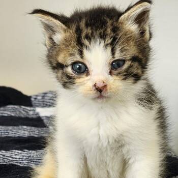 Gus -  Domestic Short Hair Cat Available for Adoption in Toledo, Ohio - Gus | PetCurious