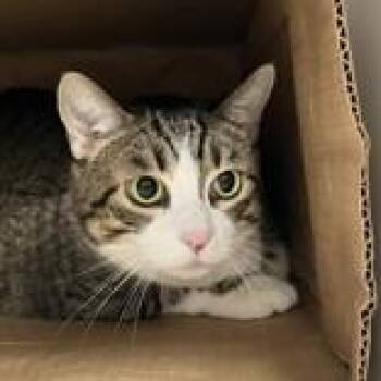 Mitzy -  Domestic Short Hair Cat for Adoption in Hilliard, Ohio - Mitzy | PetCurious