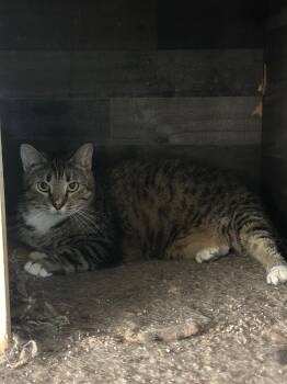 Rescue Domestic Short Hair Cats for Adoption in Middleburg, Florida - Spooky Doo | PetCurious