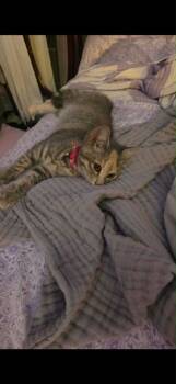 Stormy -  Domestic Short Hair Cat for Adoption in Plattsburgh, New York - Stormy | PetCurious