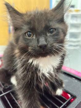 BonBon -  Domestic Short Hair Cat for Adoption in Hartsville, South Carolina - BonBon | PetCurious