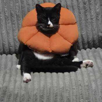 Domestic Short Hair Cats Available for Adoption in Manchester, Connecticut - Hans | PetCurious