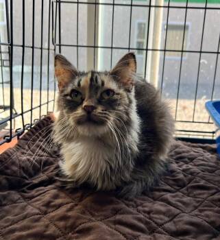 Domestic Long Hair Cats Available for Adoption - Guinevere- Herpes | PetCurious