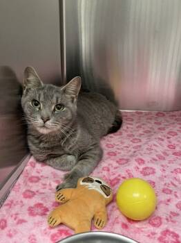 Rescue Domestic Short Hair Cats for Adoption in Covington, Virginia - Addie | PetCurious