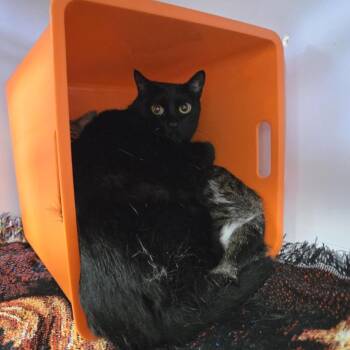 Panda -  Domestic Short Hair Cat for Adoption in Bentonville, Arkansas - Panda | PetCurious