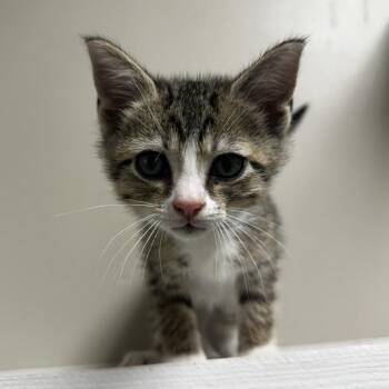 Oberon -  Domestic Short Hair Cat for Adoption in Blue Ridge, Georgia - Oberon | PetCurious