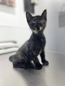 Rescue Domestic Short Hair and Tortoiseshell Cats for Adoption in Mesquite, Texas - Tootie | PetCurious
