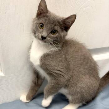 Annie -  Domestic Short Hair Cat for Adoption in Medford, Oregon - Annie | PetCurious