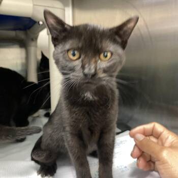 Ink -  Domestic Short Hair Cat for Adoption in Philadelphia, Pennsylvania - Ink | PetCurious
