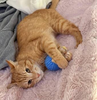 Tabby and Domestic Short Hair Cats Available for Adoption in San Jose, California - Big Mac | PetCurious