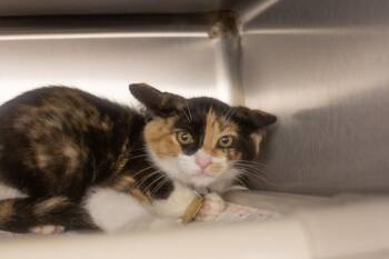 Sookie -  Calico and Domestic Short Hair Cat for Adoption in Mountain Home, Arkansas - Sookie | PetCurious