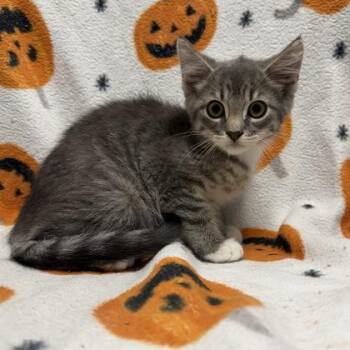 Fawn -  Domestic Short Hair Cat for Adoption in Janesville, Wisconsin - Fawn | PetCurious