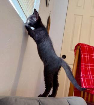 Allen -  Domestic Short Hair Cat for Adoption in Tucson, Arizona - Allen | PetCurious