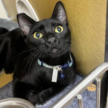 AJ 54712 -  Domestic Short Hair Cat for Adoption in Las Vegas, Nevada - AJ 54712 | PetCurious