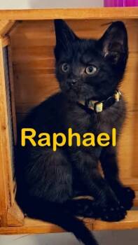 Rescue Domestic Short Hair Cats for Adoption in New Bern, North Carolina - RAPHAEL Kitten (m) | PetCurious