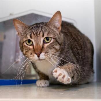 Domestic Short Hair Cats Available for Adoption in Methuen, Massachusetts - HEIHEI | PetCurious
