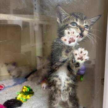 Domestic Short Hair Cats Available for Adoption in Hinesville, Georgia - Widget | PetCurious