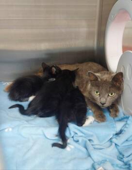 Ramone -  Domestic Short Hair Cat Available for Adoption in Hartsville, South Carolina - Ramone | PetCurious