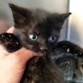 Tessa -  Domestic Short Hair Cat for Adoption in Belfair, Washington - Tessa | PetCurious