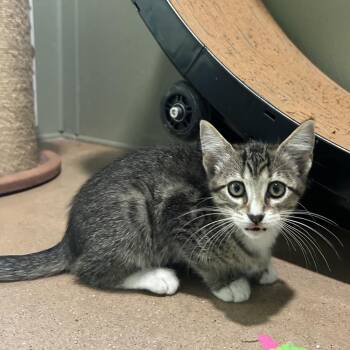 DOC -  Domestic Short Hair Cat for Adoption in Kyle, Texas - DOC | PetCurious