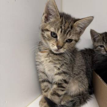 Judy -  Domestic Short Hair Cat Available for Adoption in Philadelphia, Pennsylvania - Judy | PetCurious