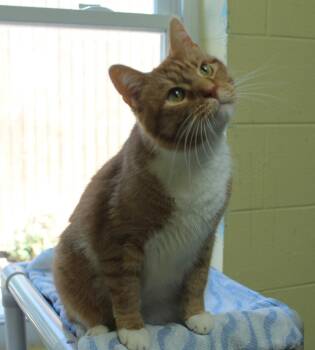 Jinx - 44323 -  Domestic Short Hair and Tabby Cat for Adoption in Prattville, Alabama - Jinx - 44323 | PetCurious