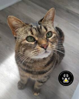 Domestic Short Hair Cats Available for Adoption in Delson, Quebec - Mérida | PetCurious