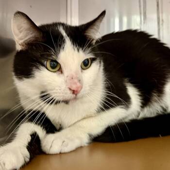 Domestic Short Hair Cats Available for Adoption in Oakland, California - Trout (bonded W/Flounder) | PetCurious
