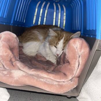 O-Cedar -  Domestic Medium Hair Cat for Adoption - O-Cedar | PetCurious