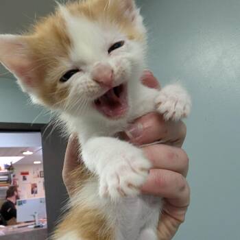 Colby -  Domestic Short Hair Cat for Adoption in Columbia, Missouri - Colby | PetCurious