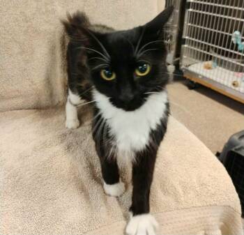 Rescue Domestic Medium Hair Cats for Adoption in Sunrise Beach, Missouri - Aurora | PetCurious