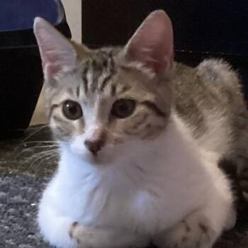 Domestic Short Hair Cats Available for Adoption in Fresno, California - Foxy | PetCurious
