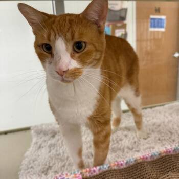 Odie -  Domestic Short Hair Cat for Adoption in Dickinson, Texas - Odie | PetCurious