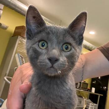 Bubbles -  Domestic Short Hair Cat for Adoption in West Des Moines, Iowa - Bubbles | PetCurious