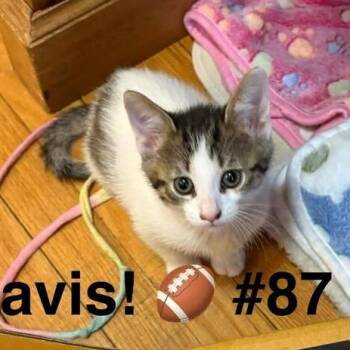 Domestic Short Hair Cats Available for Adoption - Enzo (fka Travis) | PetCurious