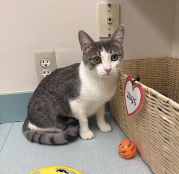 Domestic Short Hair Cats Available for Adoption in Walled Lake, Michigan - Aubrey | PetCurious