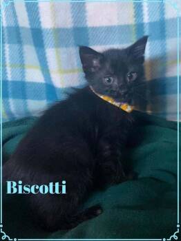 Biscotti -  Domestic Short Hair Cat for Adoption in Shawnee, Oklahoma - Biscotti | PetCurious
