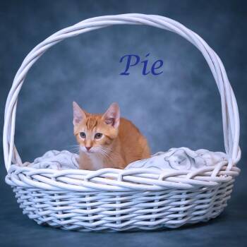 Pie C26-127 -  Domestic Short Hair Cat for Adoption in Lebanon, Tennessee - Pie C26-127 | PetCurious