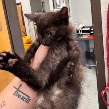 Glacier Freeze -  Domestic Short Hair Cat for Adoption in Columbiana, Alabama - Glacier Freeze | PetCurious