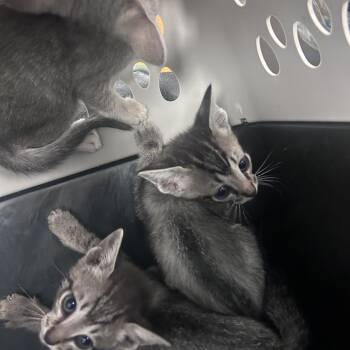 Repton -  Domestic Short Hair Cat for Adoption in Philadelphia, Pennsylvania - Repton | PetCurious