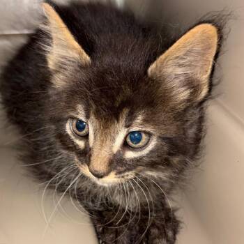 Rupert -  Domestic Short Hair Cat for Adoption in Reno, Nevada - Rupert | PetCurious