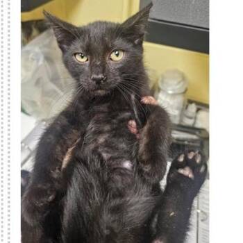Skittle -  Domestic Short Hair Cat for Adoption in New York, New York - Skittle | PetCurious